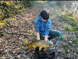 Common Carp