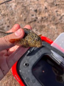 Giant Goby