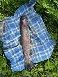 Rainbow Trout