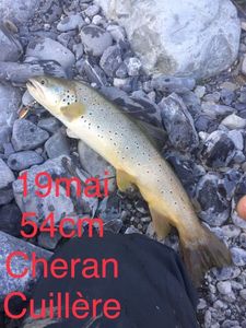 Brown Trout