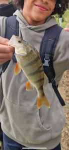 European Perch
