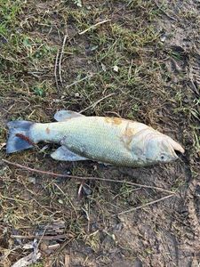 Smallmouth Bass