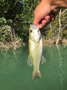 Largemouth Bass