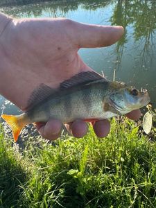 European Perch