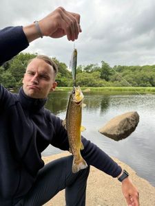 Brown Trout