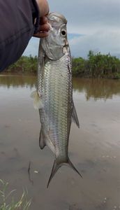 Tarpon