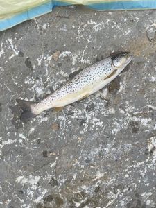 Brown Trout