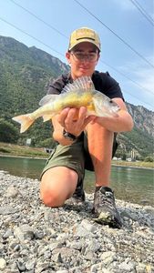 European Perch