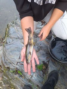 Golden Trout