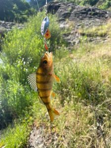 European Perch
