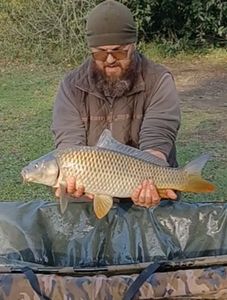 Common Carp