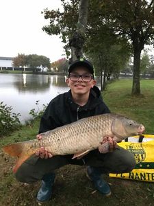Common Carp