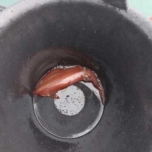 European Squid