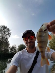 European Perch