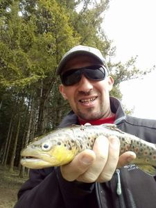 Brown Trout