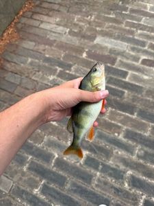European Perch