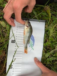 European Perch