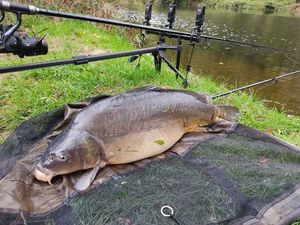 Leather Carp