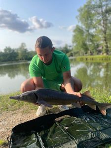 Sturgeon