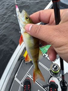 European Perch