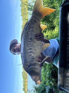 Mirror Carp