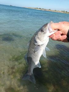 European Bass (Seabass)