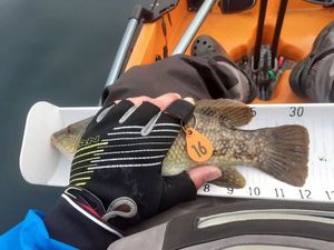 Ballan Wrasse