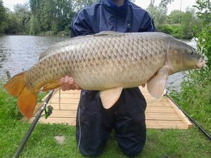 Common Carp