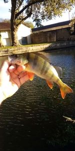 European Perch