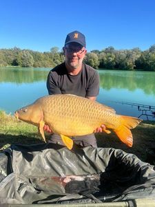 Common Carp