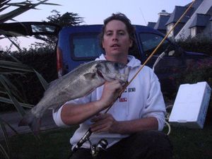 European Bass (Seabass)