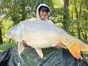 Mirror Carp