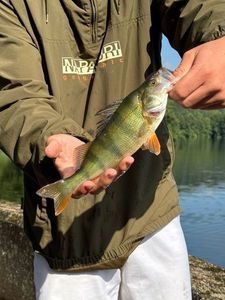 European Perch