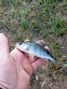 European Perch