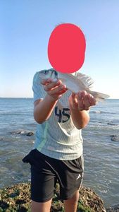 European Bass (Seabass)