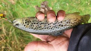 Brown Trout