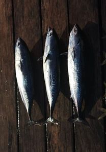 Frigate Tuna