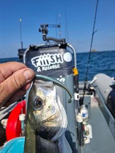 European Bass (Seabass)