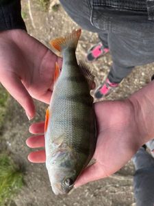 European Perch