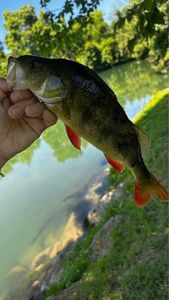 European Perch