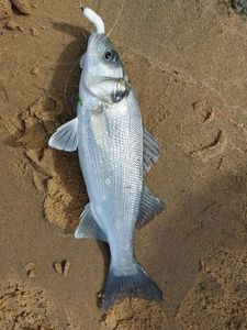 European Bass (Seabass)