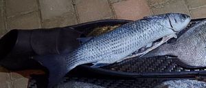 Thicklip Grey Mullet