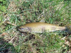 Brown Trout