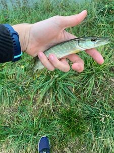 Northern Pike