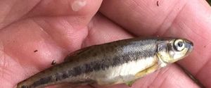 Common Minnow