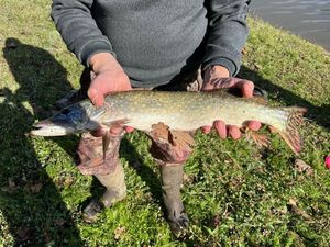 Amur Pike