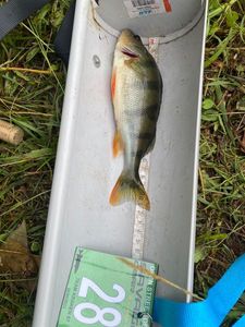 European Perch
