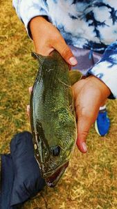 Largemouth Bass
