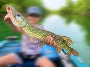 Northern Pike