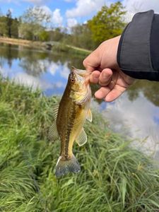 Smallmouth Bass